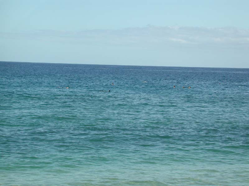 Dolphins 3.jpg 57.5K